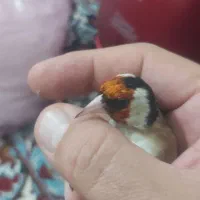 سهره سالم و بخون|پرنده|بیجار, |دیوار