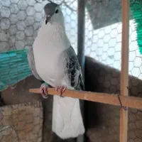 ساده مگسی