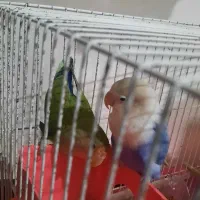 طوطی برزیلی