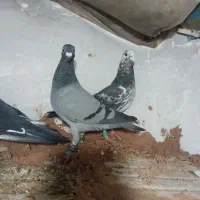 کفتر پرشی ضربه|پرنده|سبزوار, قصبه شرقی|دیوار