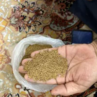 بذر یونجه آمریکایی اصل با عملکرد عالی|خدمات باغبانی و درختکاری|شوشتر, |دیوار