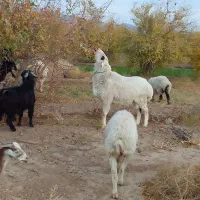 قوچ سفید|حیوانات مزرعه|نهبندان, |دیوار