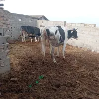 گاوموندبیلیارد شیری باگوساله ۳ماهه|حیوانات مزرعه|آق قلا, |دیوار