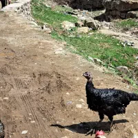 فروش یک عددبوقلمون ماده بالغ|حیوانات مزرعه|قزوین, |دیوار