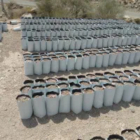 نهال گلدانی و گلدان|گل و گیاه طبیعی|جیرفت, |دیوار