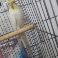 عروس هلندی ماده لوتینو