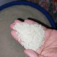برنج طارم هاشمی درجه1 از دل شمال خوش عطرو طعم