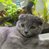 توله های اسکاتیش فولد|گربه|شیراز, معالی‌آباد|دیوار