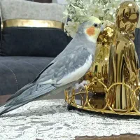 عروس هلندی نرسالم