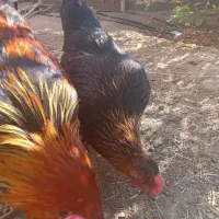 مرغ  و خروس  محلی