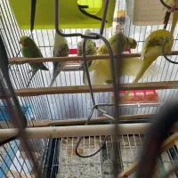 مرغ عشق جوجه تا مولد|پرنده|قرچک, زیبا شهر|دیوار