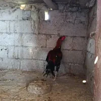 خروس لاری نوک طوطی|پرنده|سیاهکل, |دیوار