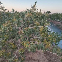 باغ فروشی4ساعت آب مدار24