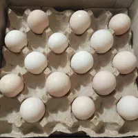 فروش تخم مرغ بومی وانواع نژادها،ووزنها فقط تماس|خوردنی و آشامیدنی|اصفهان, عاشق‌آباد|دیوار