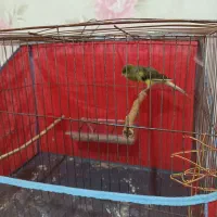 قناری سوپری نر