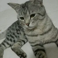 سلام واگذاری