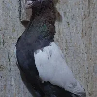 سینه ای