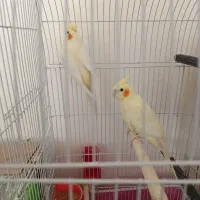 عروس هلندی جفت
