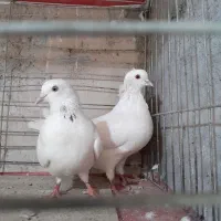 دو جفت کبوتر پرشی|پرنده|عنبرآباد, |دیوار