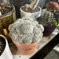 انواع گل های خاص به قیمت عمده