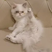 پرشین اشرافی سوپر فلت