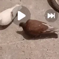 کفتر