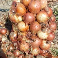 پیاز زرد درجه یک|خوردنی و آشامیدنی|جوین, |دیوار