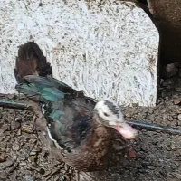 جوجه و اردک|حیوانات مزرعه|رودبنه, |دیوار