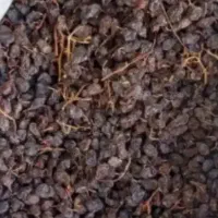 مویز|خوردنی و آشامیدنی|رستم, |دیوار