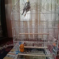 فروش یک جفت عروس هلندی مولد|پرنده|تهران, هاشم‌آباد|دیوار