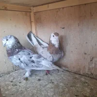 کبوتر|پرنده|گلستان (تهران), |دیوار