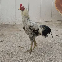 خروس لاری افغان اصیل