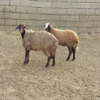 میش داشتی|حیوانات مزرعه|اندیمشک, |دیوار