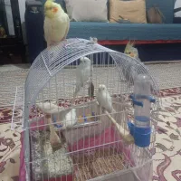 عروس هلندی مرغ عشق فنج|پرنده|تبریز, |دیوار