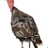 بوقلمون و غاز تخم گذار نر و ماده|حیوانات مزرعه|رودهن, |دیوار