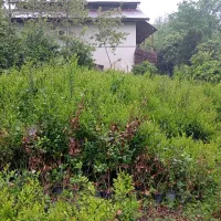 گل وگیاه  یاس هلندی