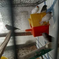 فنچ و طوطی|پرنده|رباط‌کریم, انجم آباد|دیوار