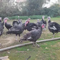 بوقلمون نر،خروس لهستانی،جوجه گلین،لاری