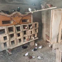 فروش کبوتر|پرنده|قائم‌شهر, |دیوار