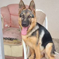 سگ ژرمن کاری