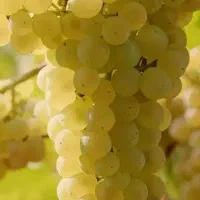 انگور شیرین ابدار /مخصوص شیره سایه خشک