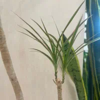 گیاه طبیعی دراسنا با گلدان و با جوانه ی تازه|گل و گیاه طبیعی|تهران, صادقیه|دیوار