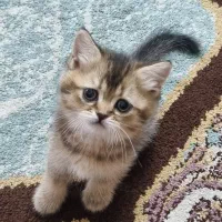 بچه گربه های ناز بریتیش و اسکاتیش