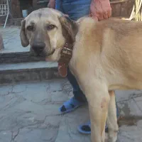 سگ سرابی گم شده