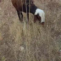 بره قوچ افشاری