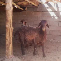 بره نر چاق