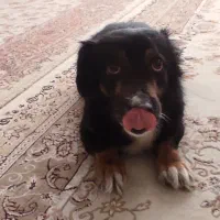 واگذاری سگ|سگ|پردیس, فاز ۸|دیوار