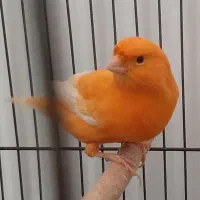 قناری ردفکتور As+رسمی|پرنده|شاهرود, |دیوار