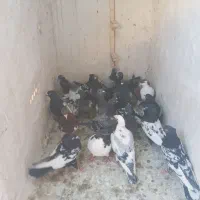 کفتر ۲۲