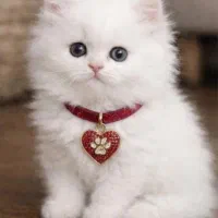 گربه بریتیش..سفید چشم آبی.